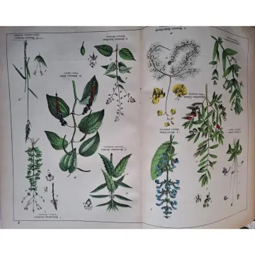buch-naturgeschichte-pflanzenreichs-botanik-flora-willkomm-schreiber-1887-e8dc_6_big buch-naturgeschichte-pflanzenreichs-botanik-flora-willkomm-schreiber-1887-e8dc_6_big